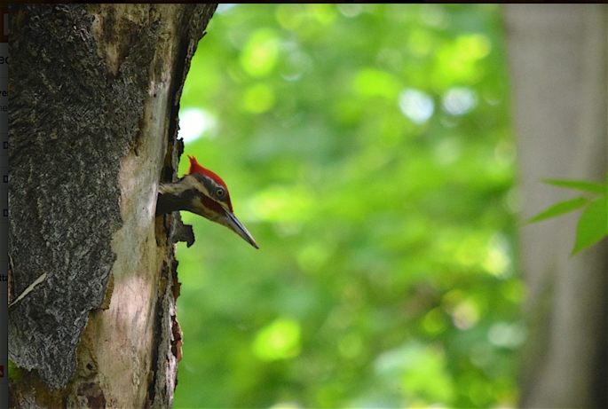 Red Pileated Woodpecker.jpg